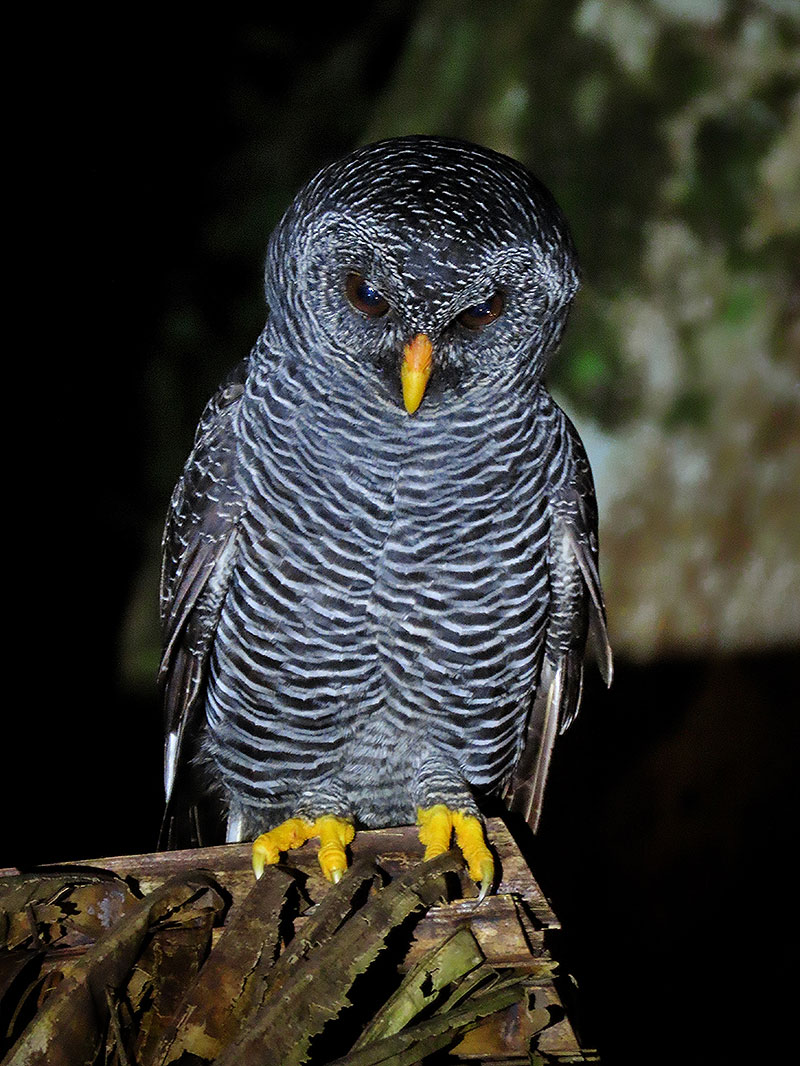 Black-banded Owl