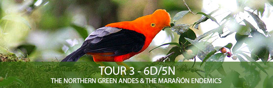 TOUR 3 – 6D/5N – The Northern Green Andes and the Marañón Endemics