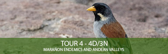 TOUR 4 - 4D/3N - Marañon endemics and Andean Valleys