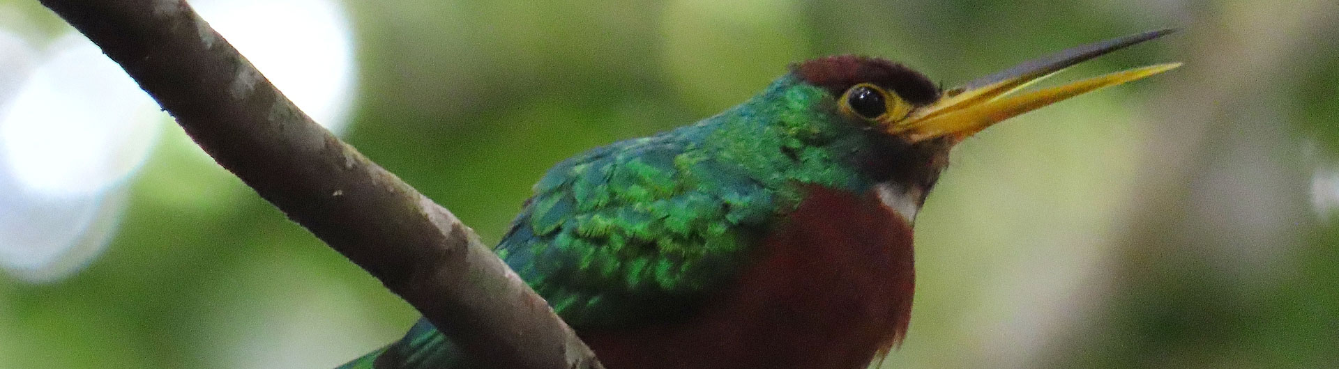 Birding North Peru