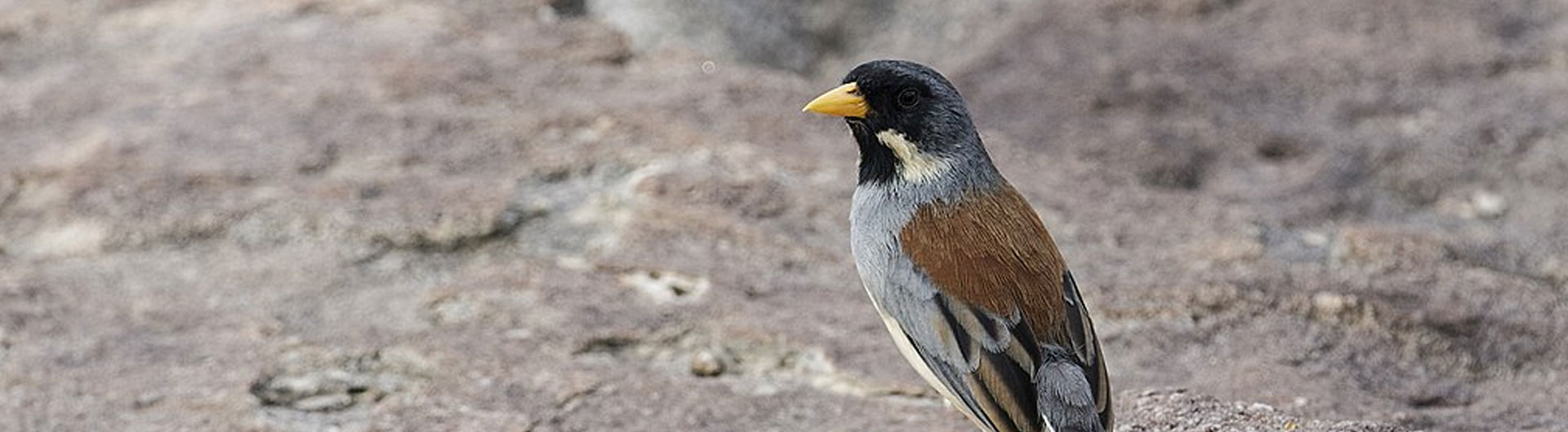 Birding North Peru