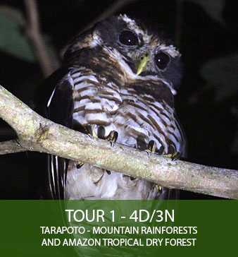 TOUR 1 – 4D3N – Tarapoto – Mountain Rainforest & Amazon Tropical Dry Forest