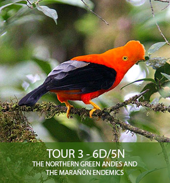 TOUR 3 – 6D/5N – The Northern Green Andes and the Marañón Endemics