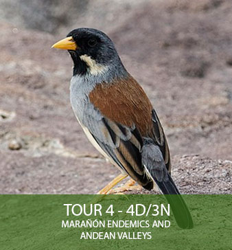 TOUR 4 - 4D/3N - Marañon endemics and Andean Valleys