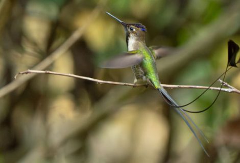 Sadith López -The Endemic Bird of Amazonas. A Story That Began During the Pandemic Sadith López -The Endemic Bird of Amazonas. A Story That Began During the Pandemic
