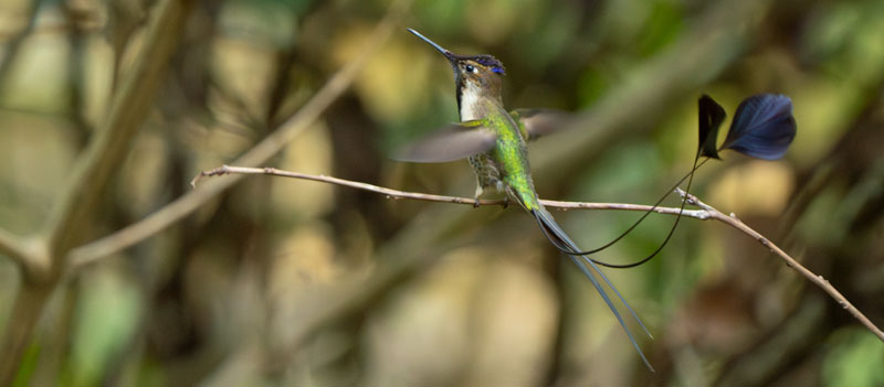 The Marvelous Spatuletail and a story that began during the pandemic The Marvelous Spatuletail and a story that began during the pandemic