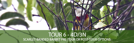 TOUR 6 - 4D/3N - Scarlet-Banded Barbet Pre-Tour or Post-Tour options