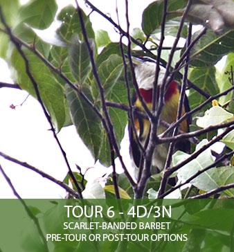 TOUR 6 - 4D/3N - Scarlet-Banded Barbet Pre-Tour or Post-Tour options