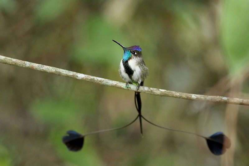 Birding North Peru at the Delta Birding Festival 2026 
