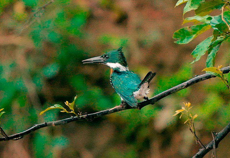 Amazon kingfisher