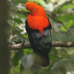 Andean cock-of-the-rock