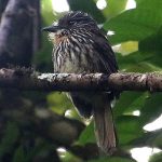 Black-Streaked puffbird