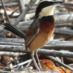 Elegant crescentchest