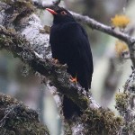 Glossy black thrush