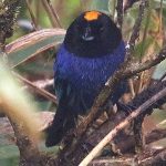 Golden-crowned tanager