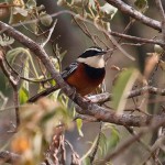 Marañon crescenchest