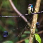 Marvelous spatuletail