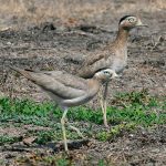 Peruvian thick-knee