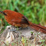 Rufous spinetail