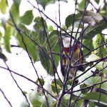Scarlet-banded barbet