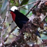 White-capped tanager