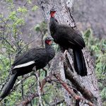 White-winged guan