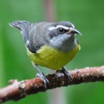 Bananaquit