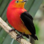 Band-tailed Manakin