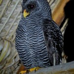 Black-banded Owl