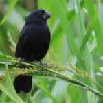 Black-billed Seed-Finch