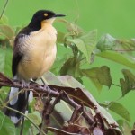 Black-capped Donacobius