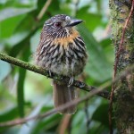 Black-streaked Puffbird