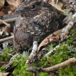 Blackish Nightjar