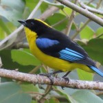 Blue-winged Mountain-Tanager