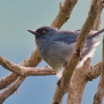 Bluish Flowerpiercer