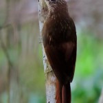 Buff-throated Woodcreeper