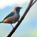 Burnished-buff Tanager