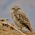 Burrowing Owl