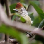 Chapman's Antshrike