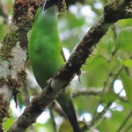 Chestnut-tipped Toucanet