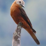 Cliff Flycatcher
