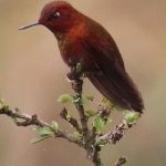 Coppery Metaltail