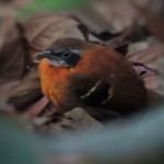 Cordillera Azul Antbird