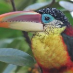 Curl-crested Aracari