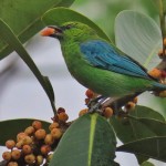 Dotted Tanager