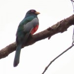Ecuadorian Trogon
