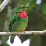 Fiery-throated Fruiteater