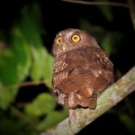 Foothill Screech-Owl