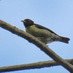 Golden-collared Honeycreeper