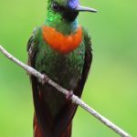 Gould's Jewelfront